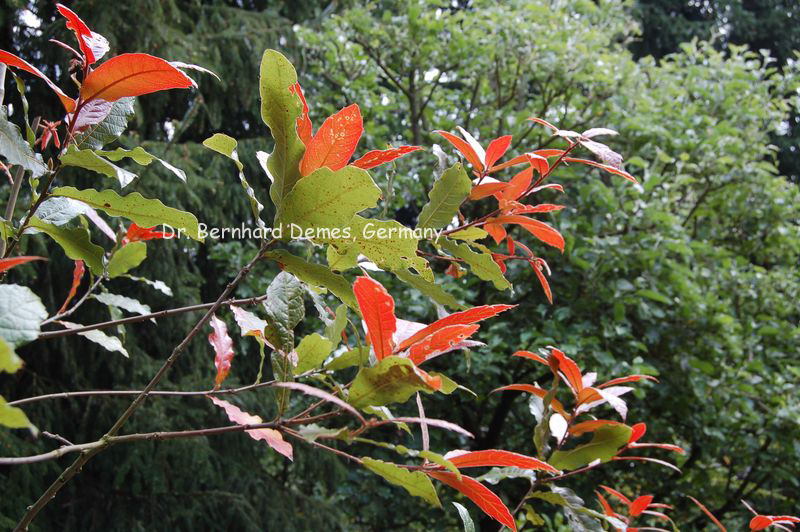 Quercus rhysophylla 'Maya'