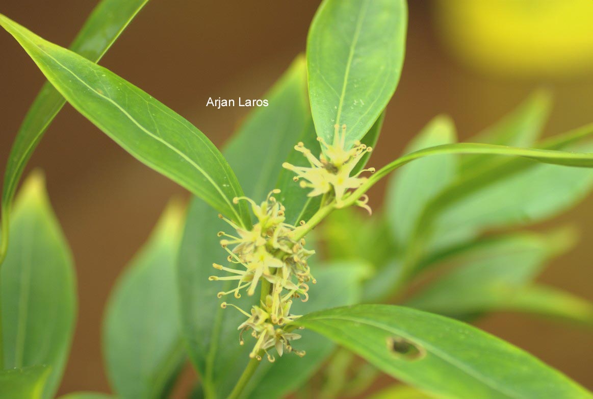 Sarcococca saligna