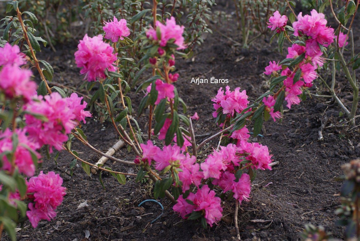 Rhododendron 'Ostara'