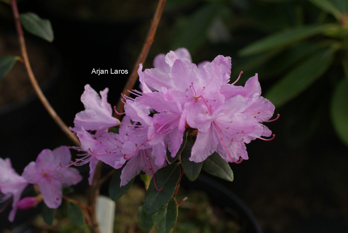 Rhododendron 'Conewago'