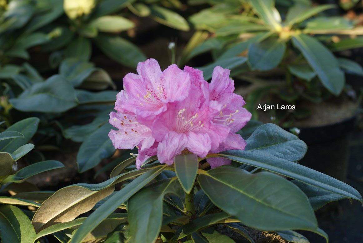 Rhododendron pachysanthum