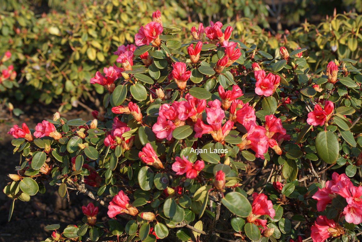 Rhododendron 'Reve Rose'