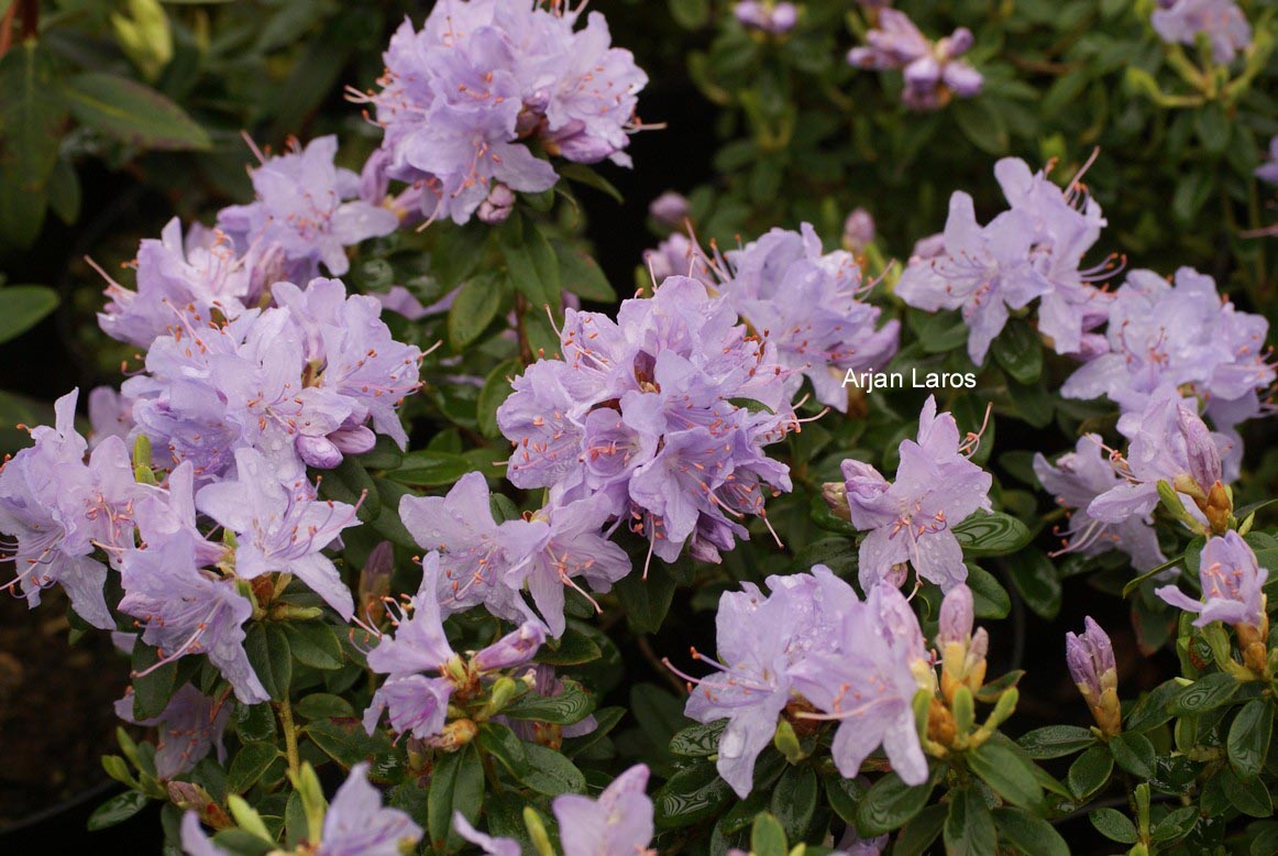 Rhododendron 'Blue Tit'