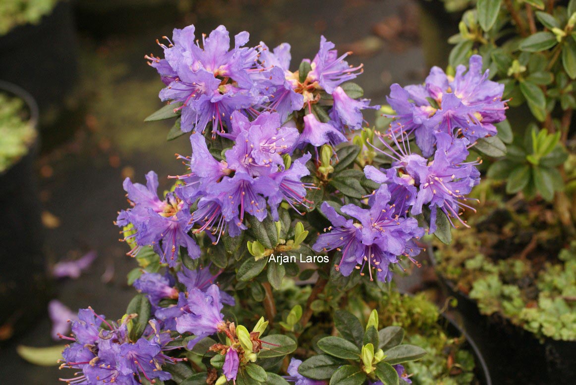 Rhododendron 'Songbird'