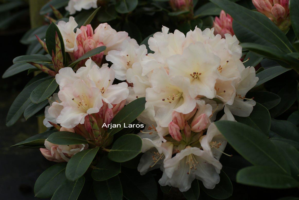 Rhododendron 'Unique'