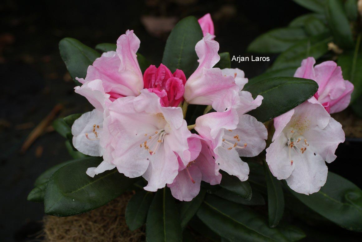 Rhododendron yakushimanum 'Esveld Select'