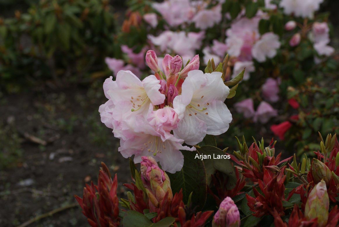 Rhododendron 'Pipaluk'