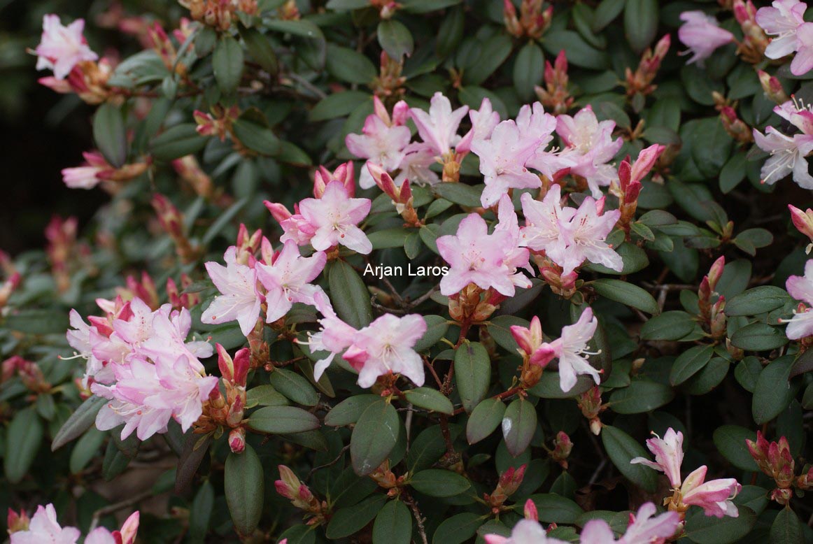 Rhododendron 'Christa Reich'