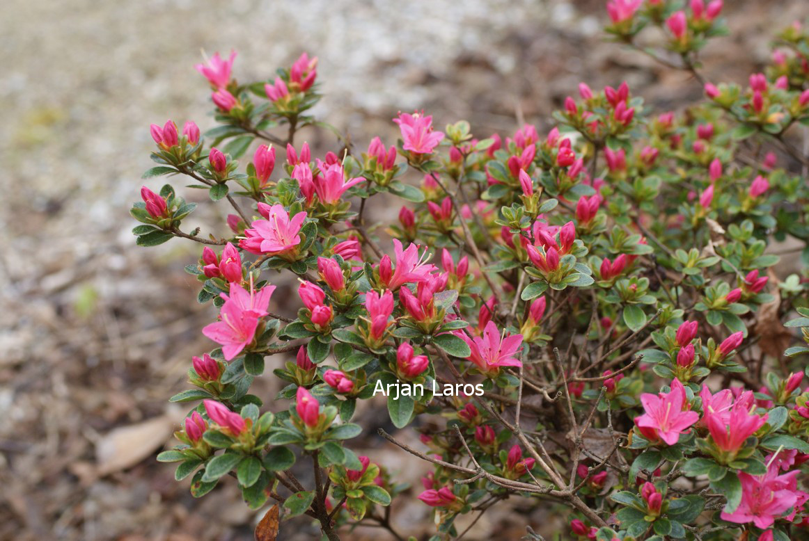 Azalea 'Hinode no taka'