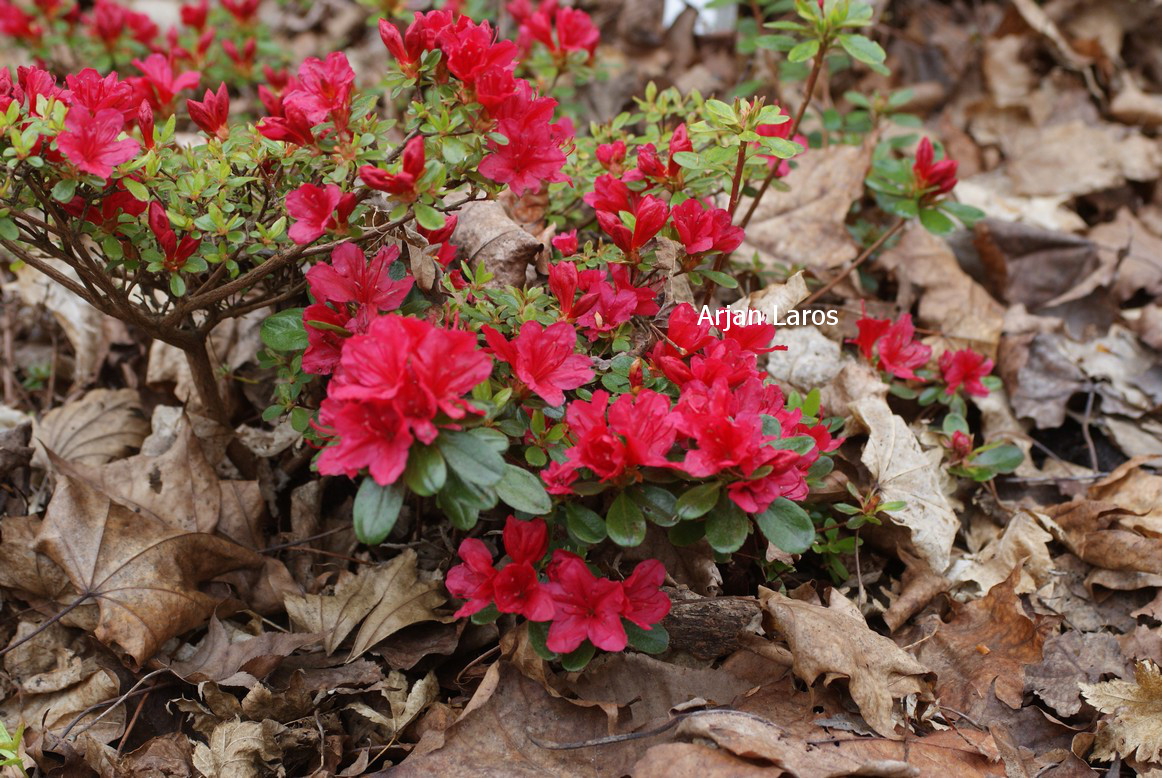 Azalea 'Hino Crimson'