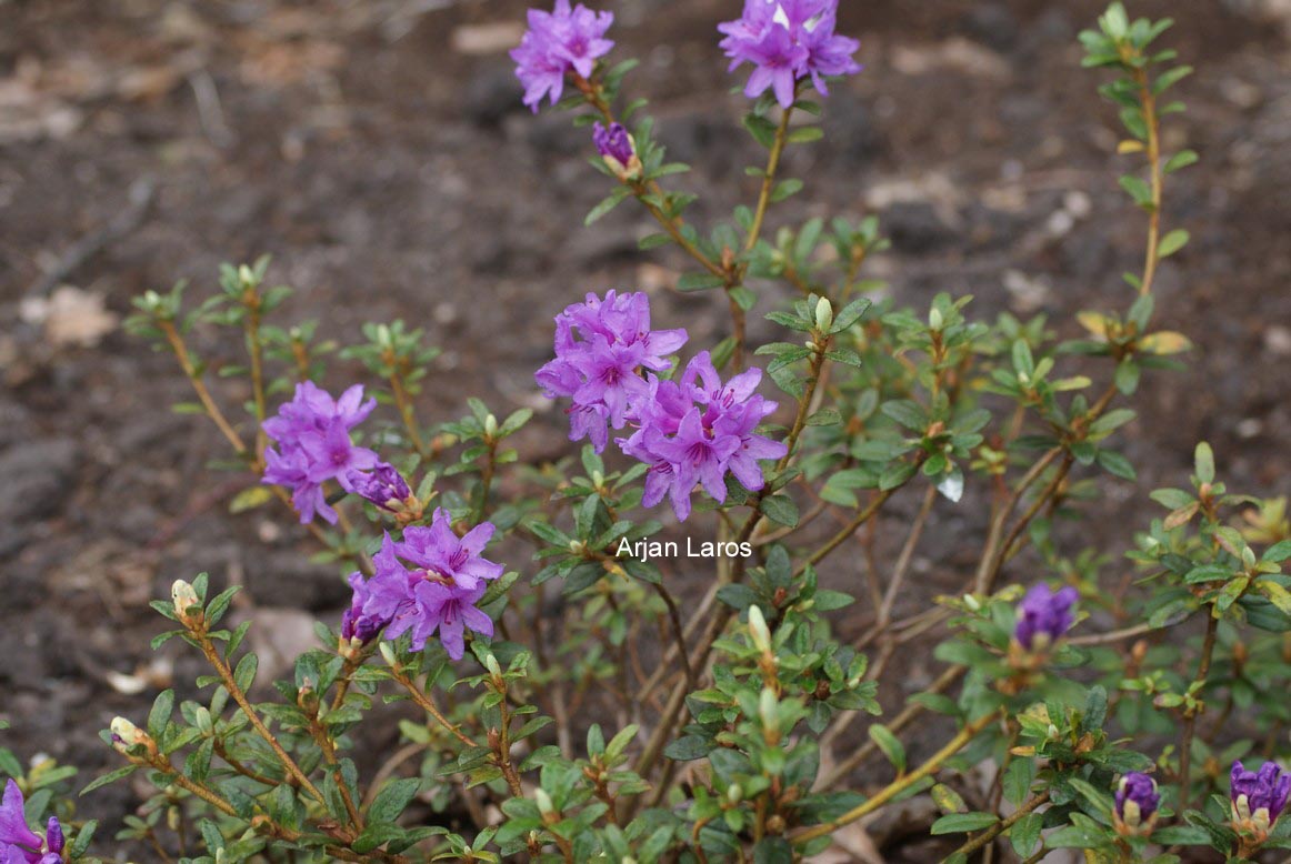 Rhododendron 'Raisa'