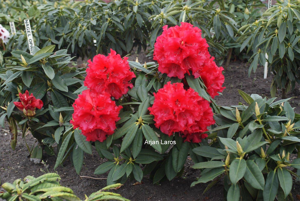 Rhododendron 'Grace Seabrook'