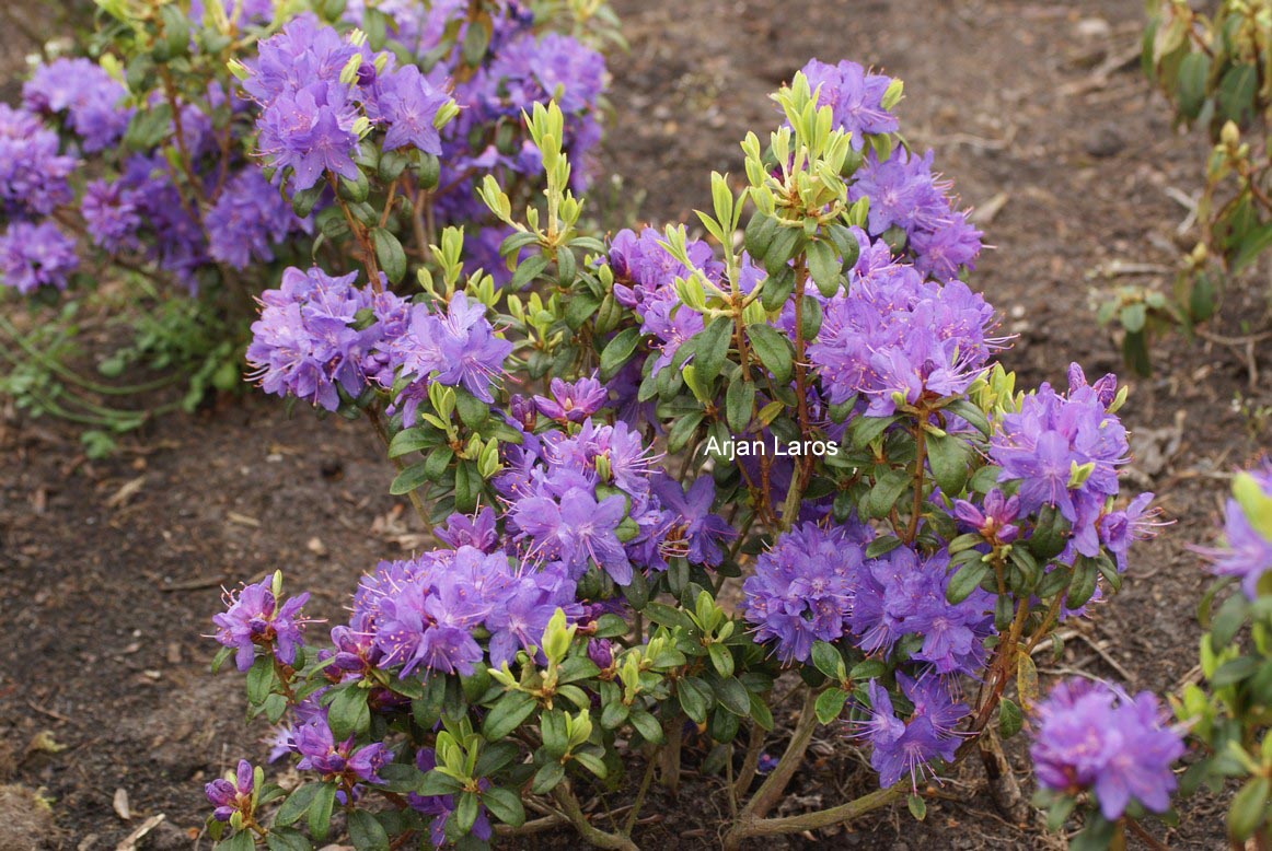 Rhododendron 'St. Minver'