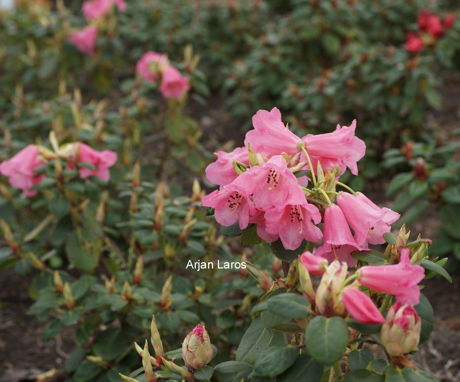 Rhododendron callimorphum