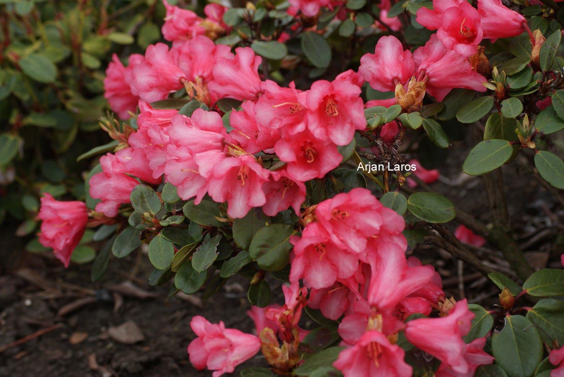 Rhododendron 'Reve Rose'