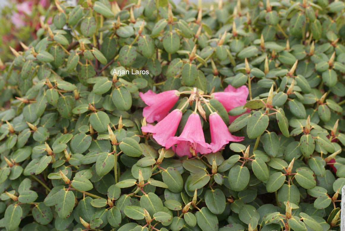 Rhododendron callimorphum