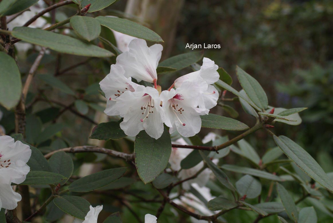 Rhododendron pseudochrysanthum