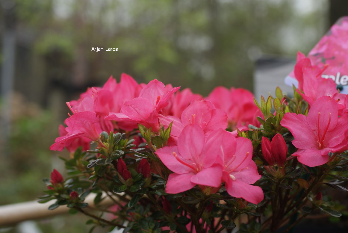 Azalea 'Anouk'