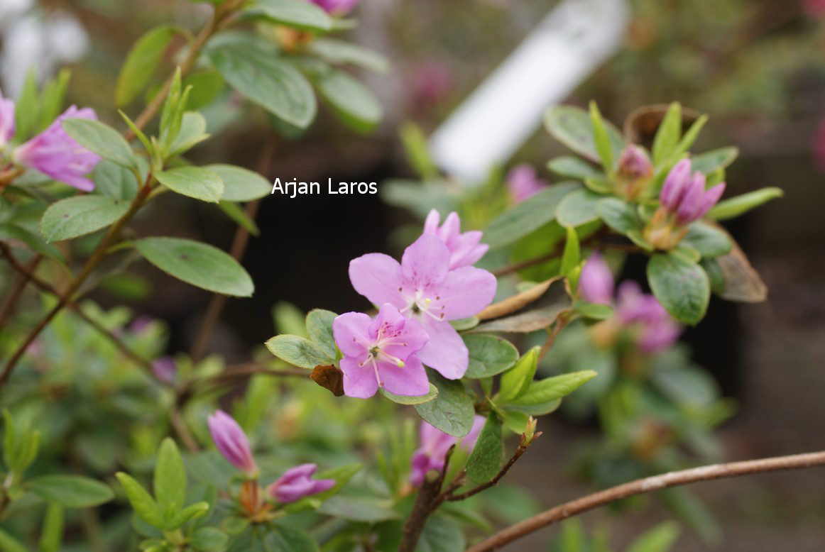 Azalea 'Tit Willow'