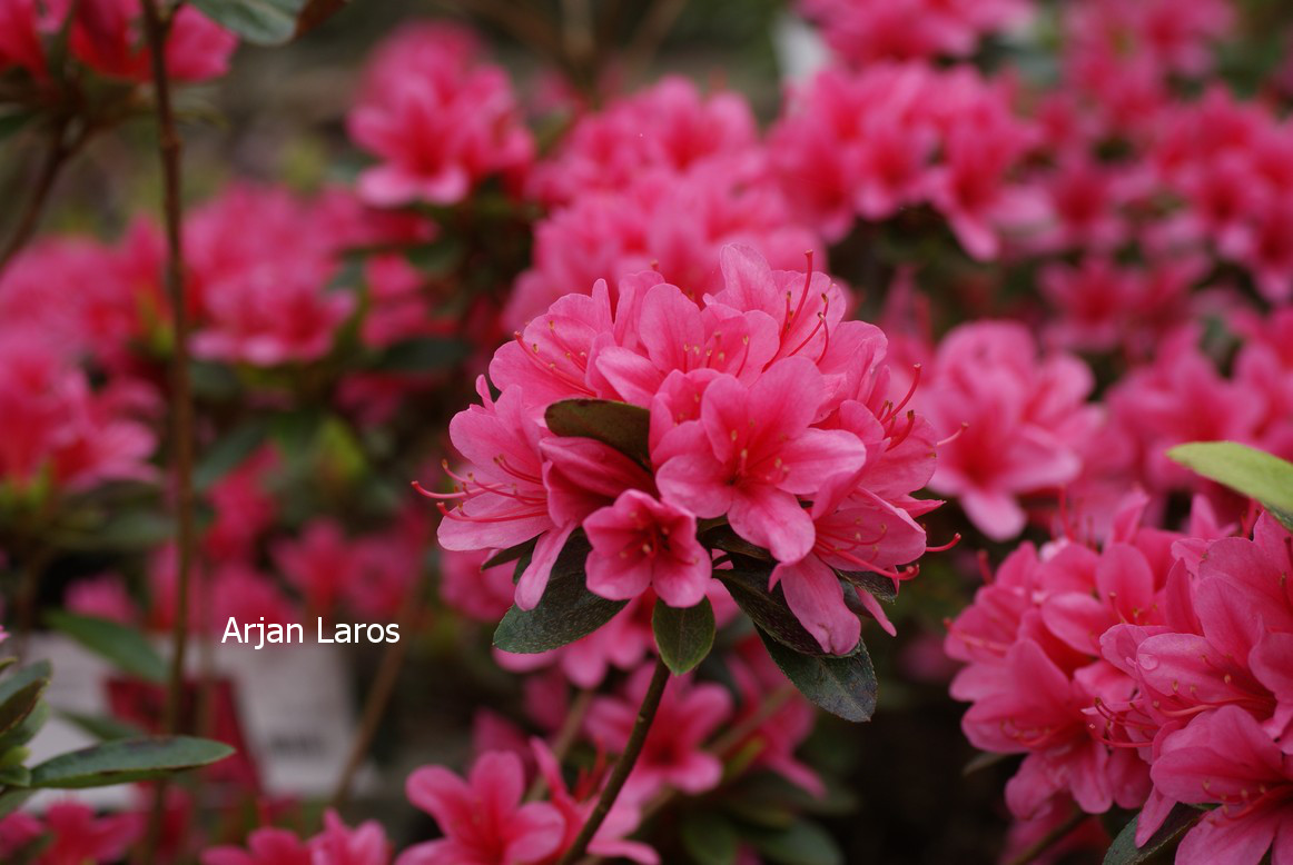 Azalea 'Madame van Hecke'