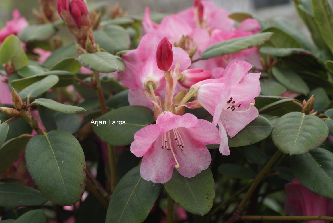 Rhododendron 'Temple Belle'