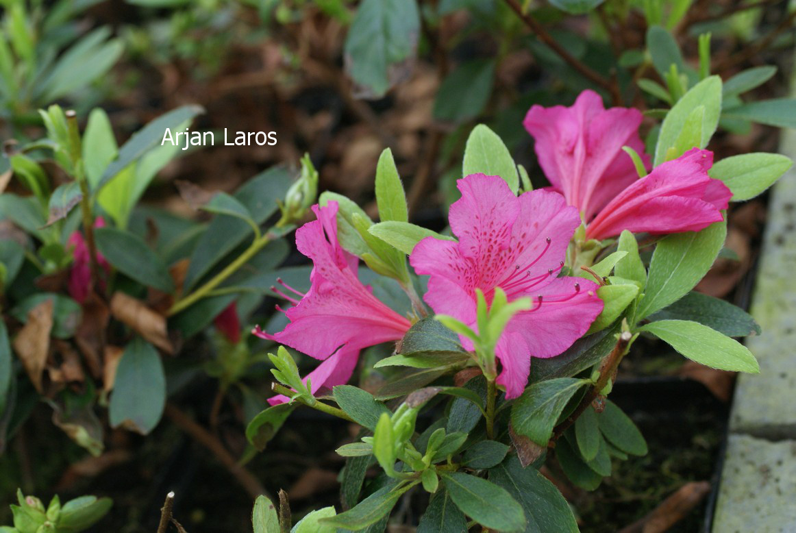 Azalea 'Sakura tsukasa'