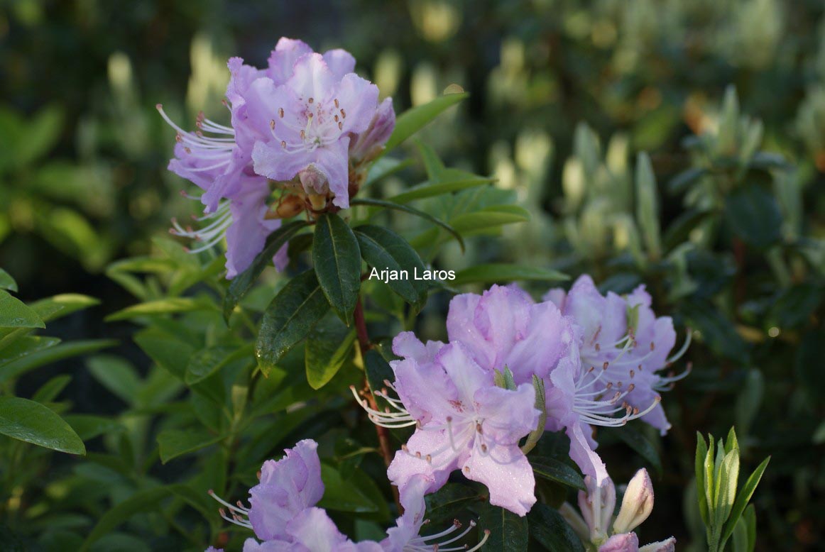 Rhododendron davidsonianum 'Lucky Hit'