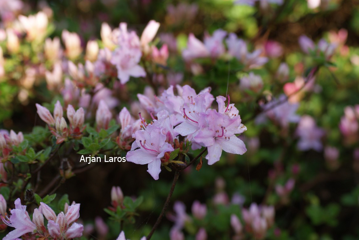 Azalea 'Louisa'