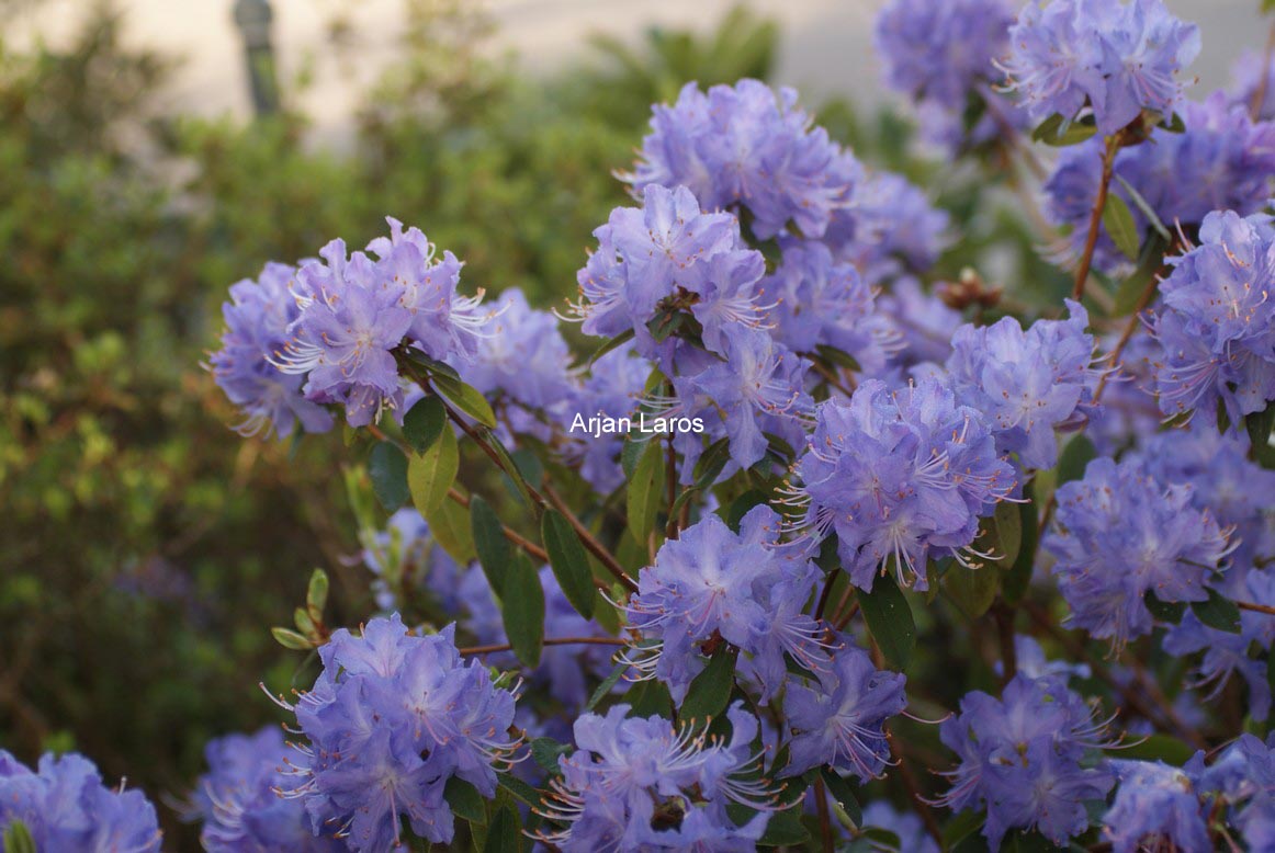 Rhododendron 'Blaney's Blue'