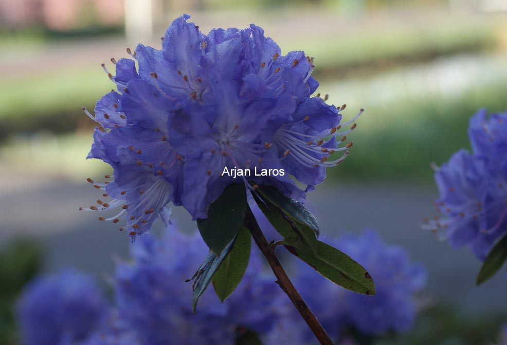 Rhododendron 'Blaney's Blue'