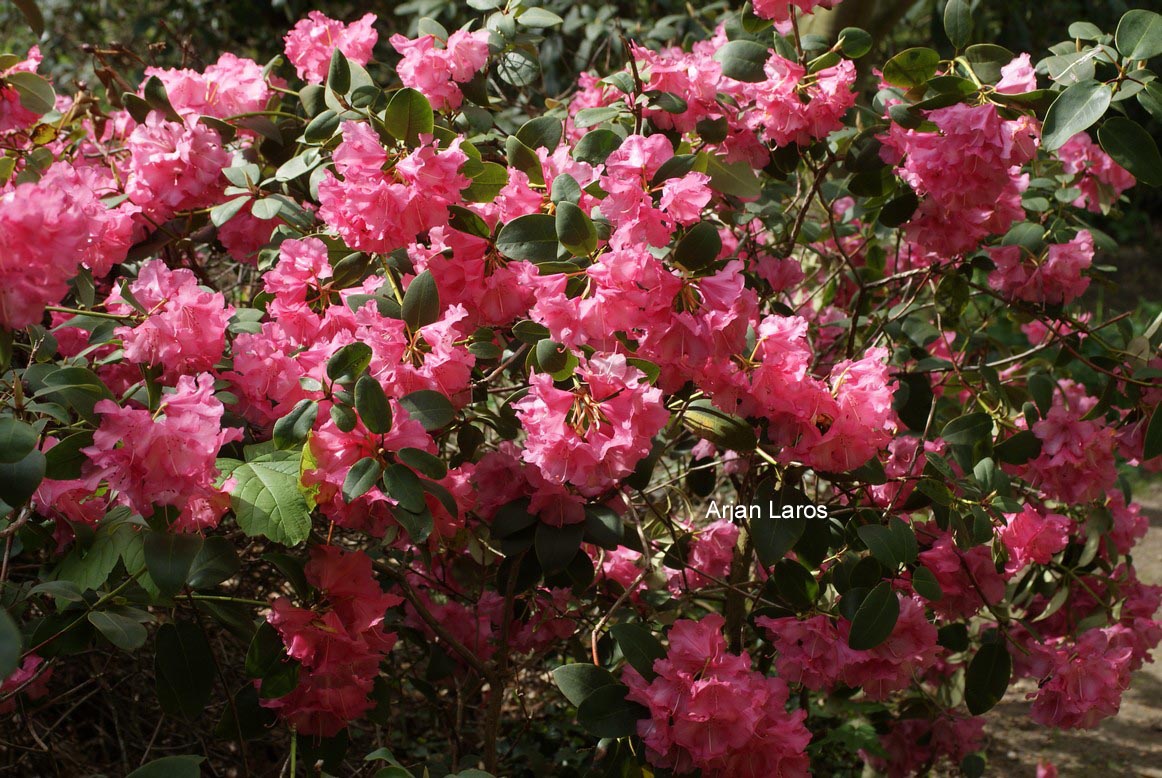 Rhododendron 'April Glow'