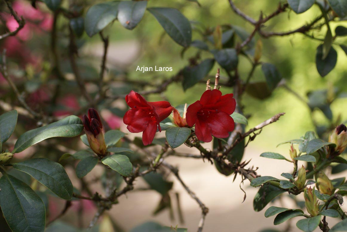 Rhododendron 'Elizabeth'