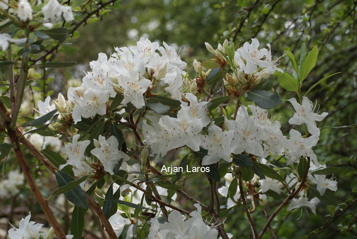 Rhododendron rigidum