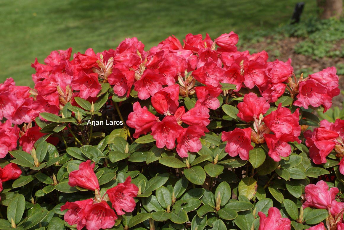 Rhododendron 'Molly Ann'