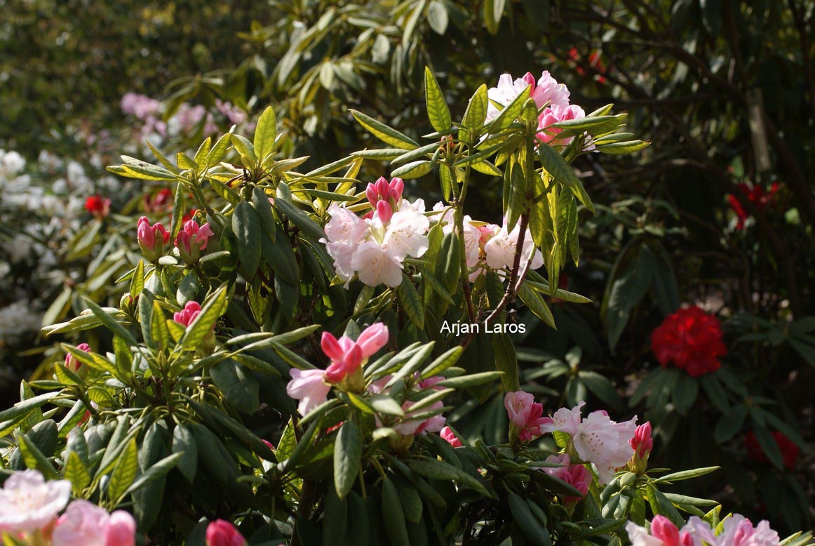 Rhododendron anwheiense