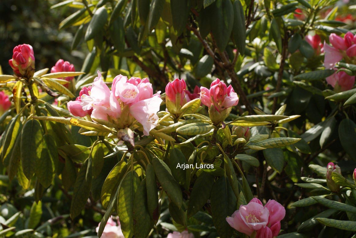 Rhododendron anwheiense