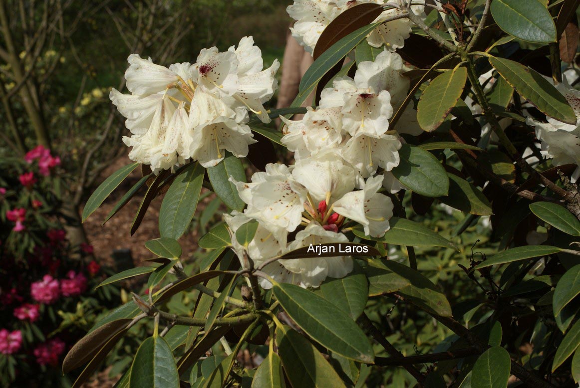 Rhododendron wasonii