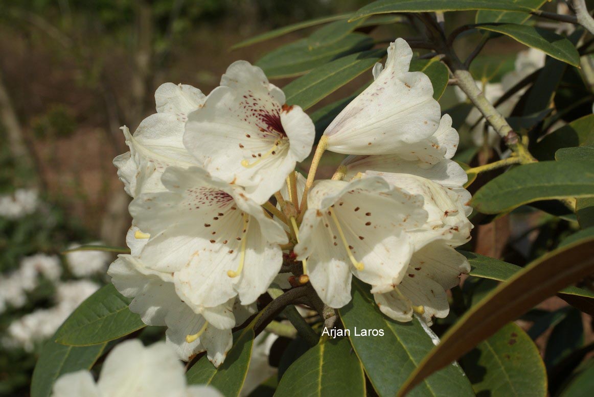 Rhododendron wasonii