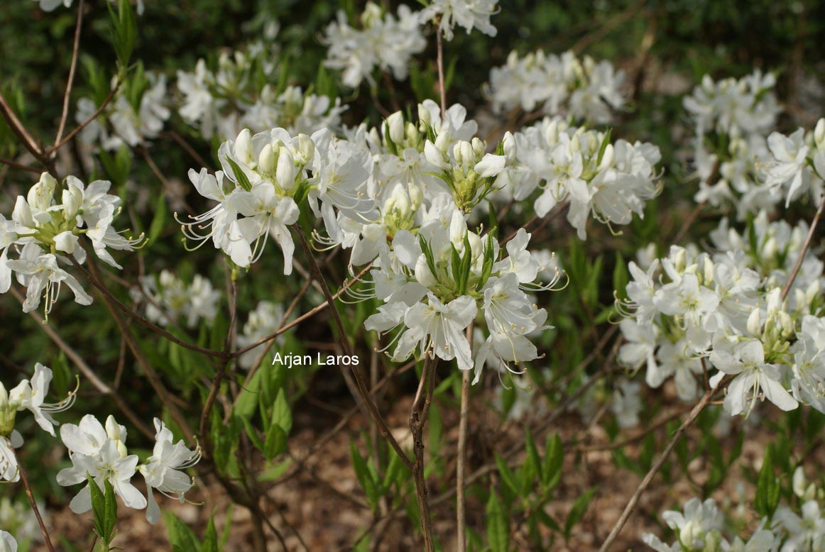 Rhododendron vaseyi