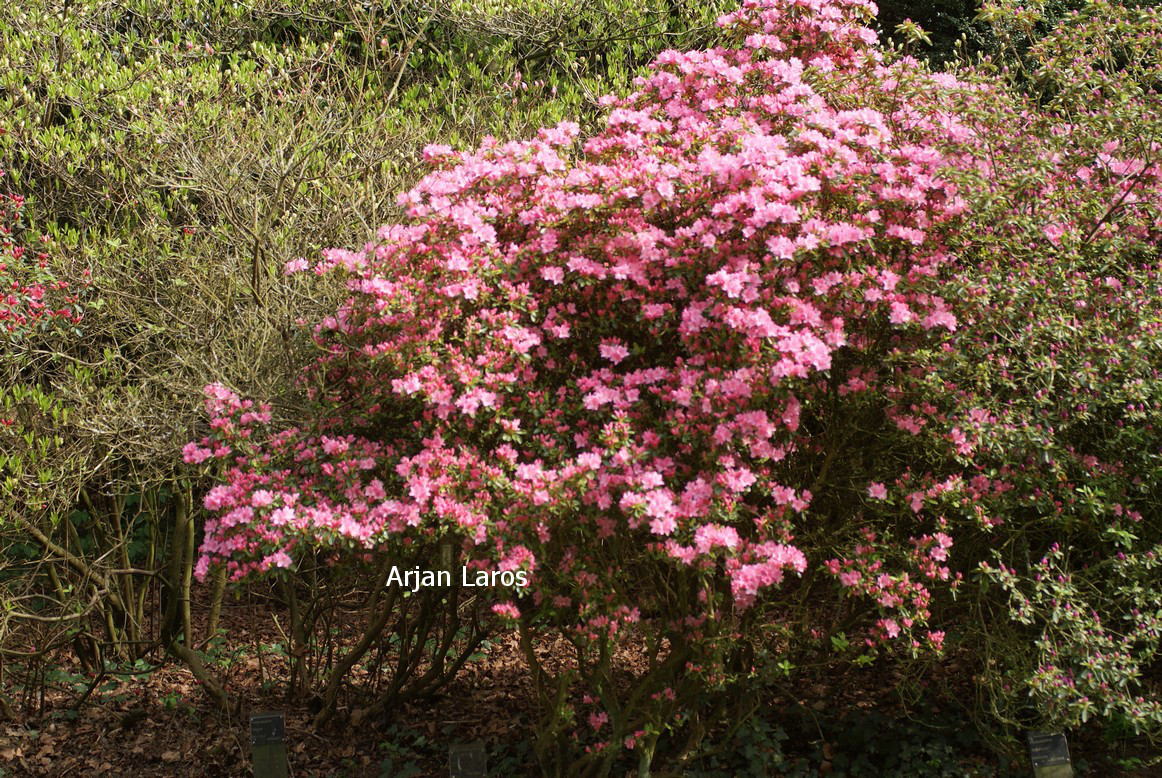 Azalea 'Helena'