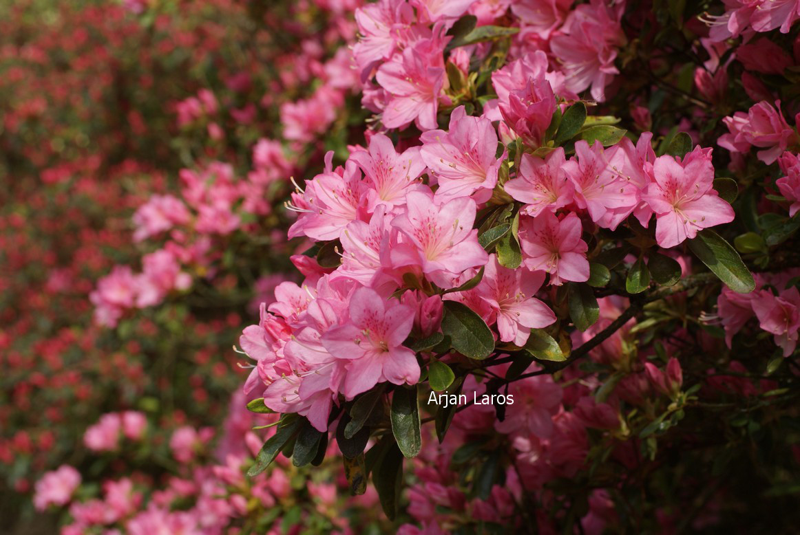 Azalea 'Helena'