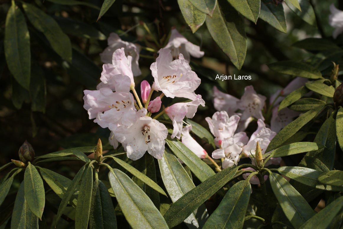 Rhododendron balfourianum