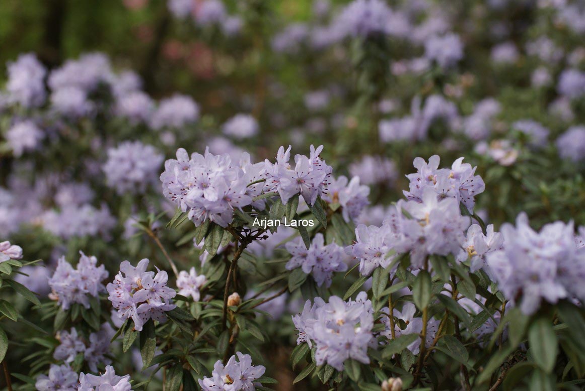 Rhododendron hippophaeoides