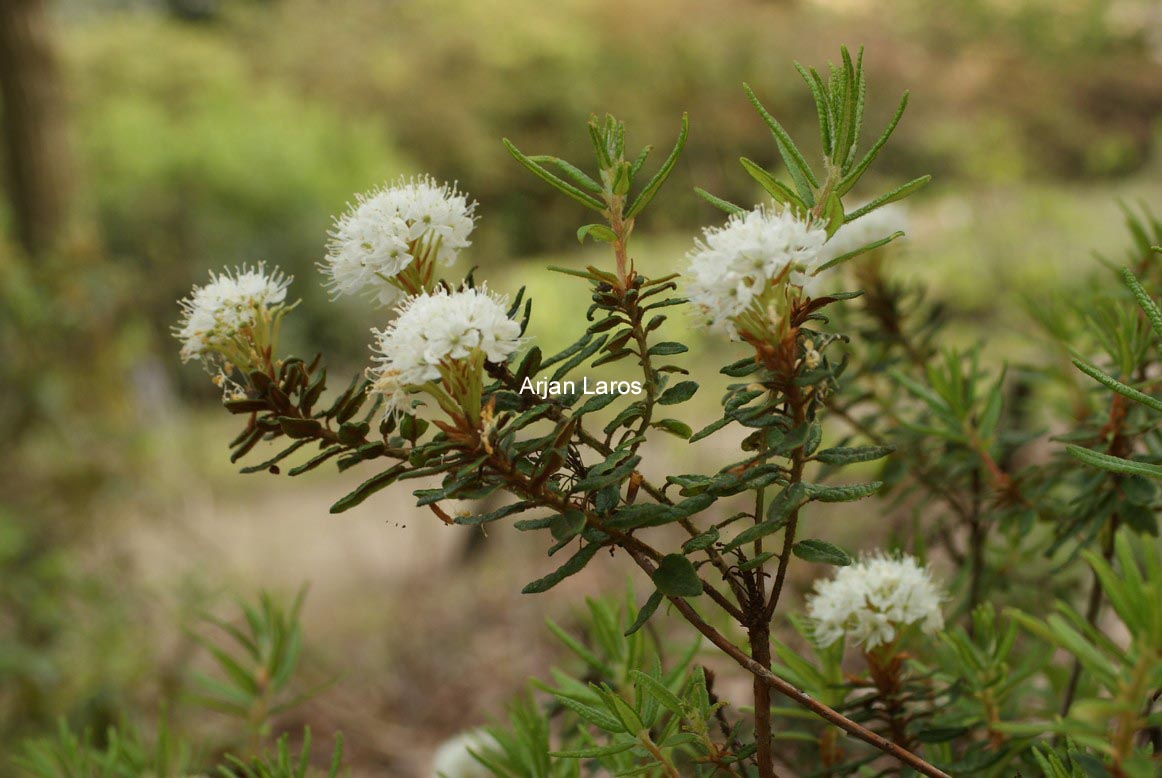 Rhododendron hypoleucum