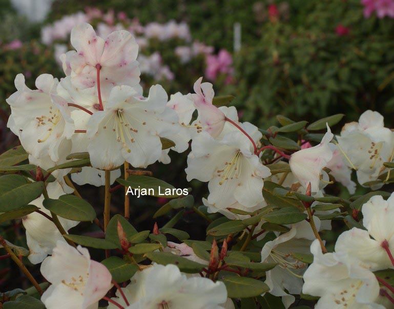 Rhododendron 'Oxlip'