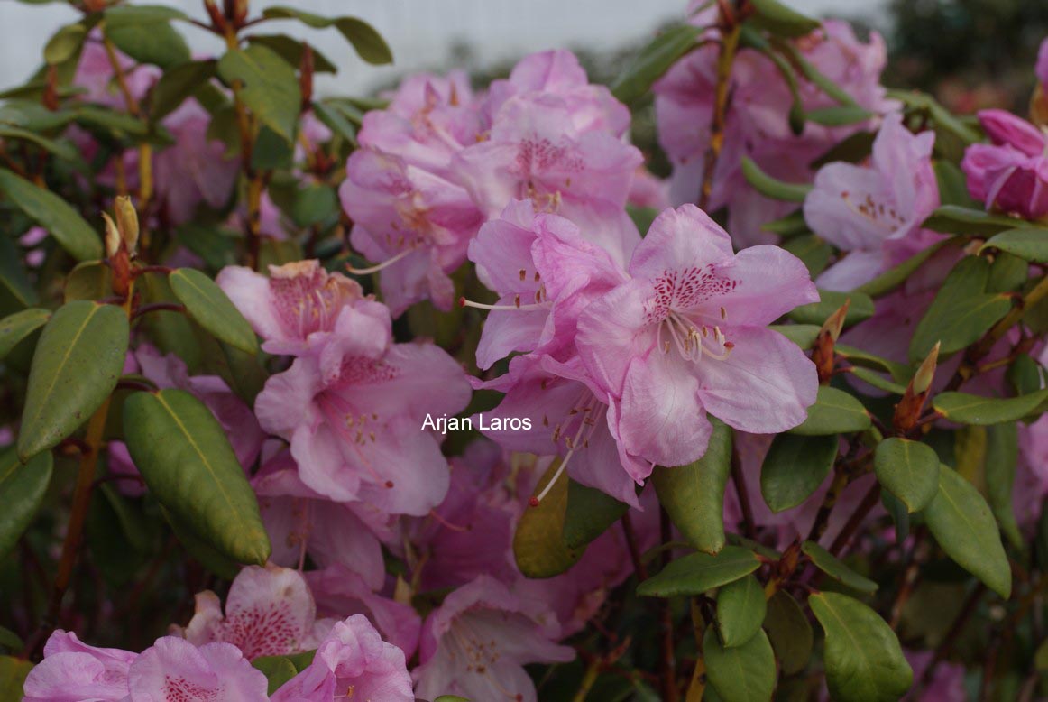 Rhododendron 'Gustav Lüttge'