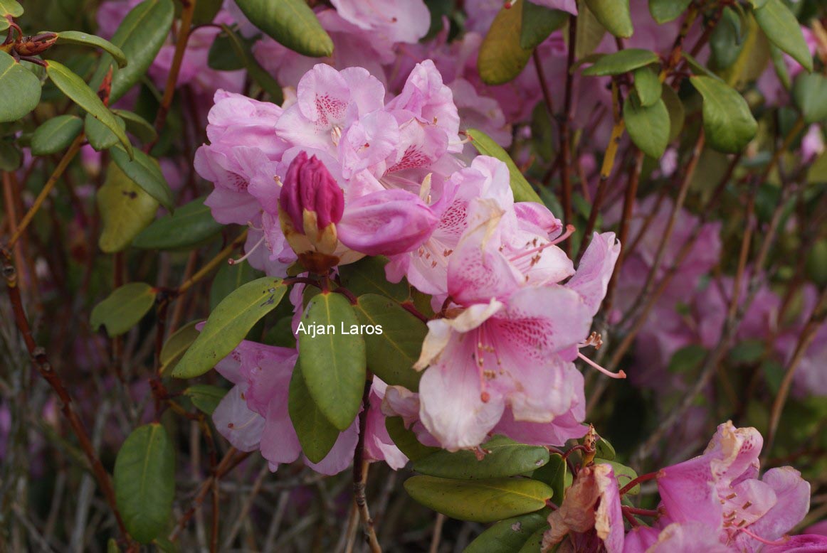 Rhododendron 'Gustav Lüttge'