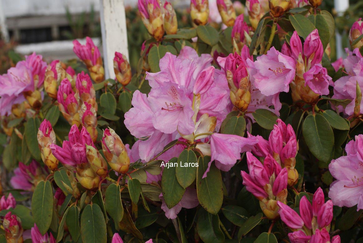 Rhododendron 'Osmar'