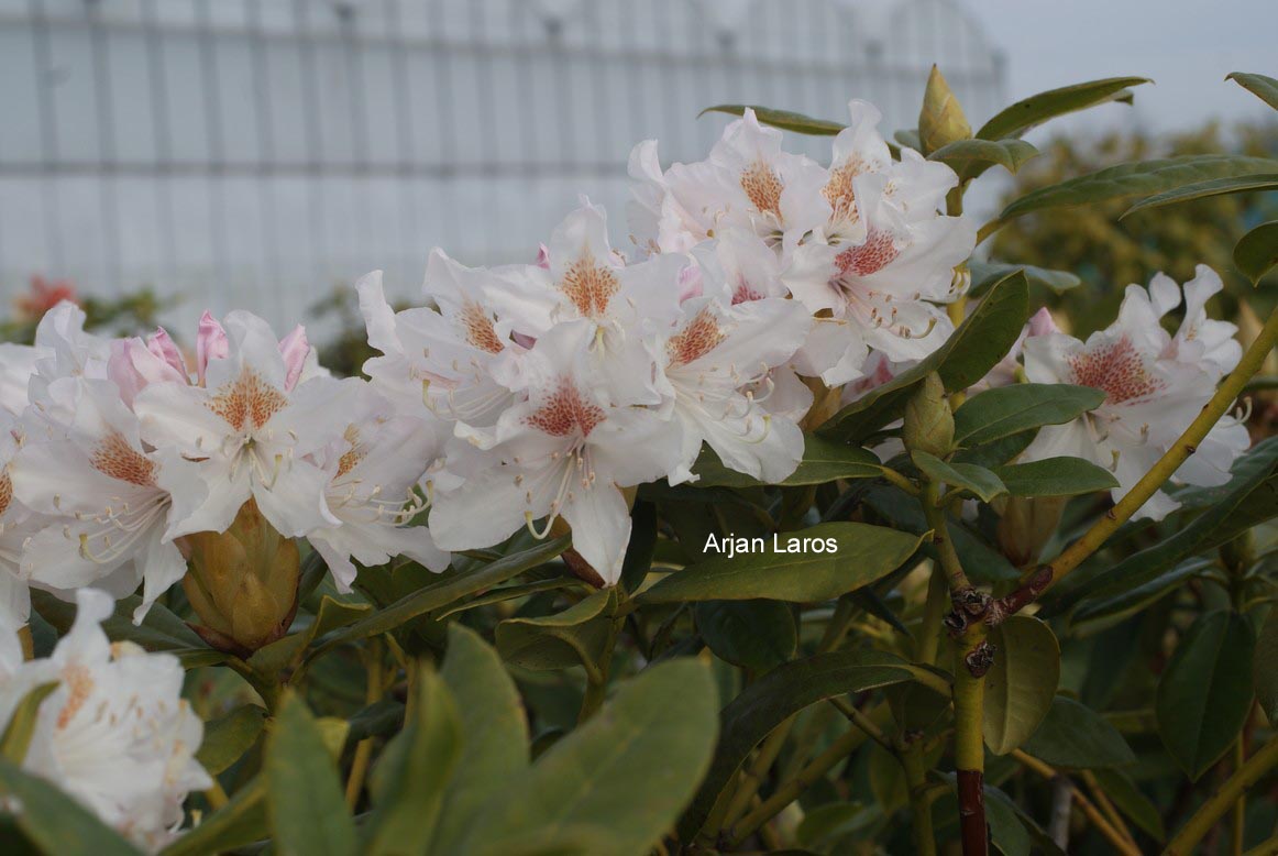 Rhododendron 'Mrs. T.H. Lowinsky'