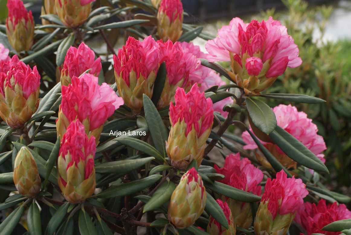 Rhododendron 'Ninotschka'